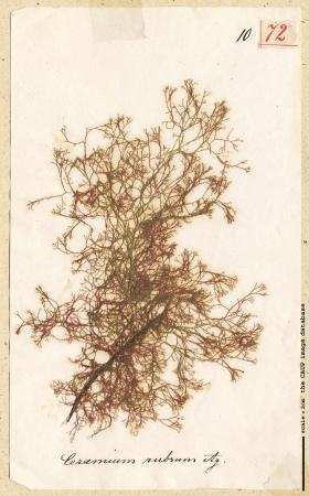 Ceramium virgatum_72.jpg